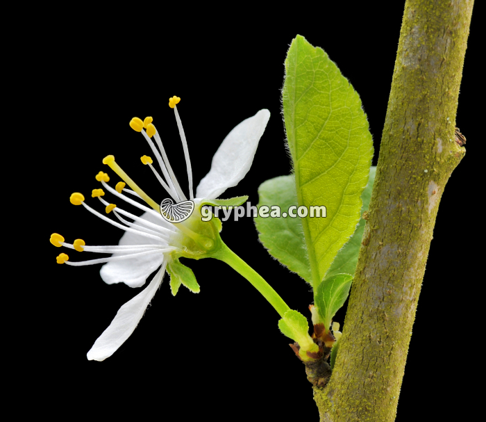Merisier (Prunus avium) - Pistil en CL montrant l'ovule - gryphea.com